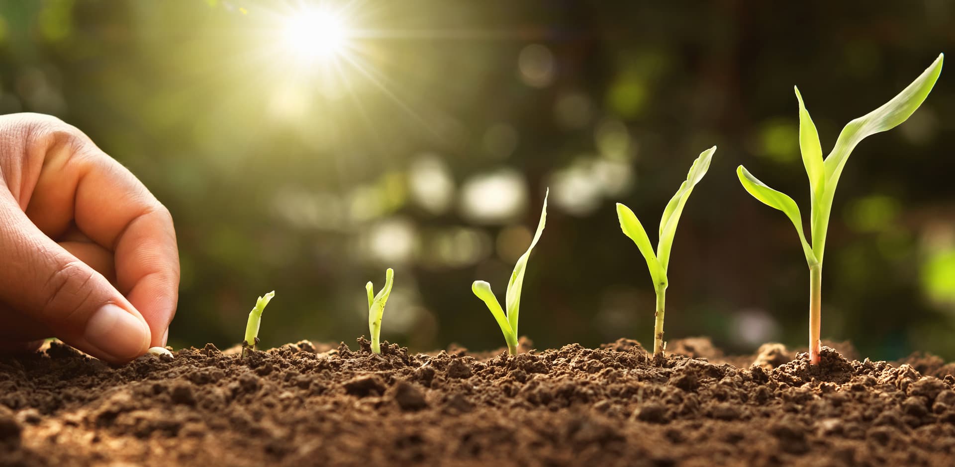 Productos agrícolas Sementeira en Betanzos